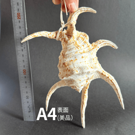 【風水グッズ】水字貝