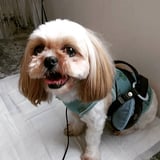 犬猫SHOP+