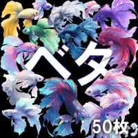 【透過素材】熱帯魚・ベタ50枚