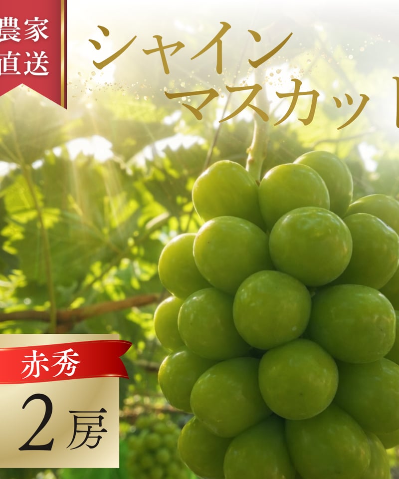 シャインマスカット　秀品　ご贈答用　1.2kg以上 産地直送】上山産・絶品シャインマスカット 1.2kg以上♪ 0140-2608