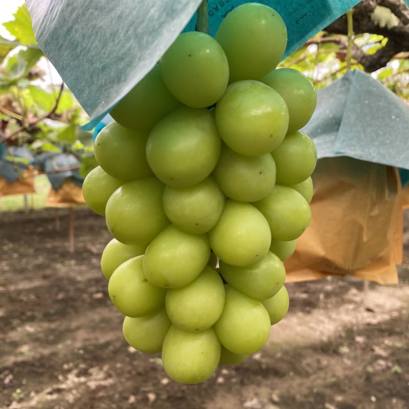 贈答用】シャインマスカット（化粧箱入り・2房） | ぶどう