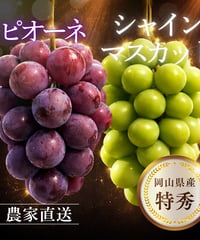 赤秀】岡山県産シャインマスカット 2房（約1kg〜1.2kg）贈答用