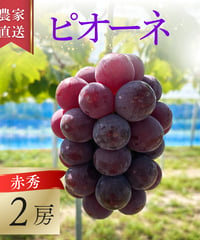 特秀】岡山県産ピオーネ 2房（約1kg〜1.4kg）贈答用 | ぶどうファーム