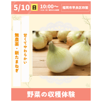 5/10(日）たまねぎ収穫体験