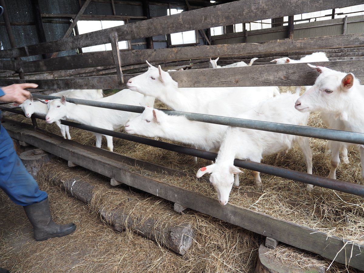 土曜日発送】ouimama ヤギミルク 選べる 3～10本入り | ouimama STORE