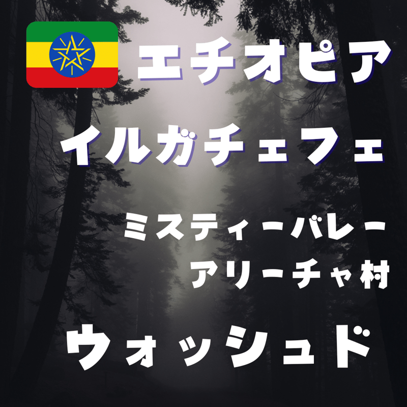 新入荷！エチオピア イルガチェフェ ミスティーバレー アリーチャ村