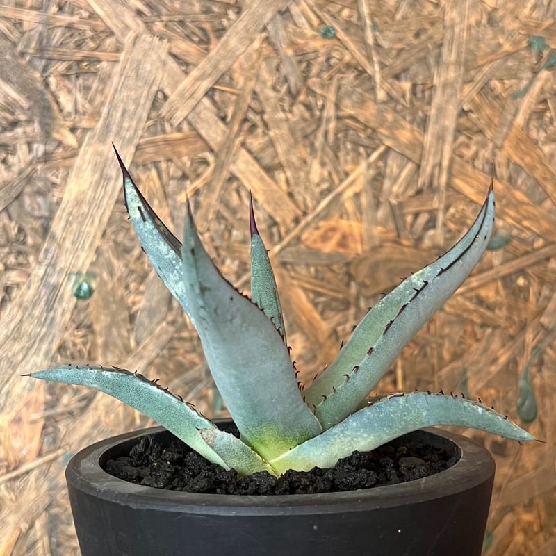 agave シャークスキン | UCHIDA NOUEN agave シャークスキン | UCHIDA NOUEN