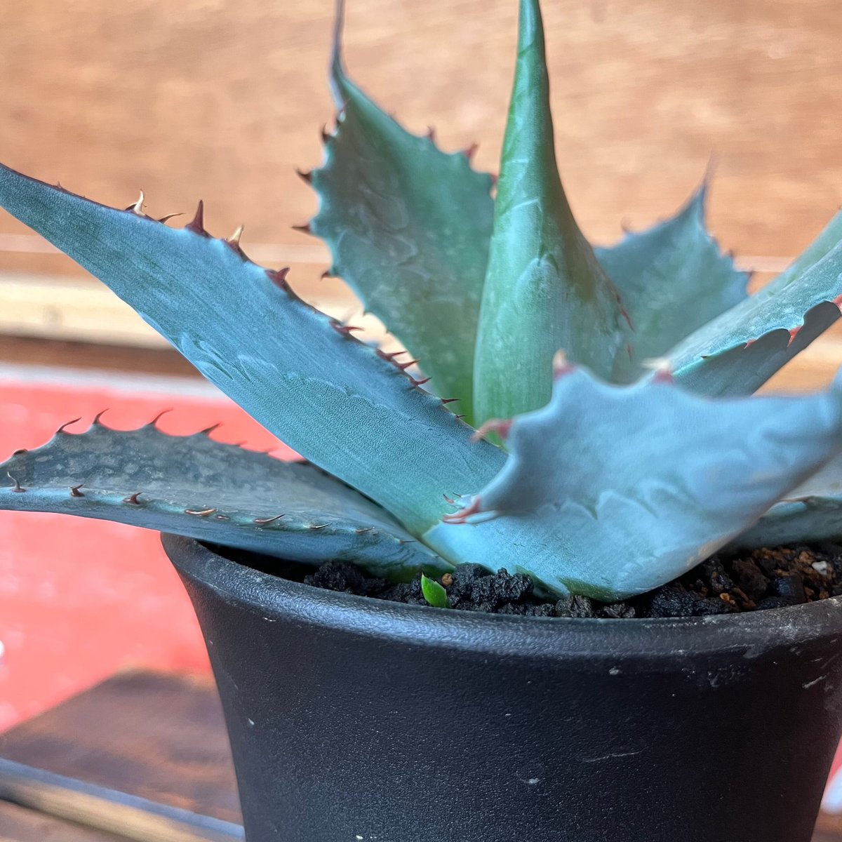 agave パラサナ ミートクロウ | UCHIDA NOUEN