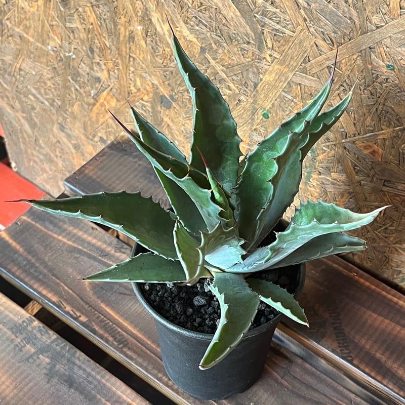 agave フェロックス ベルビル | UCHIDA NOUEN