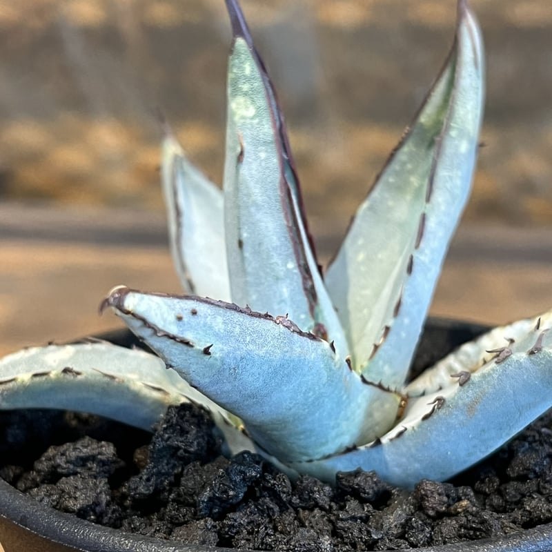 agave シャークスキン | UCHIDA NOUEN agave シャークスキン | UCHIDA NOUEN