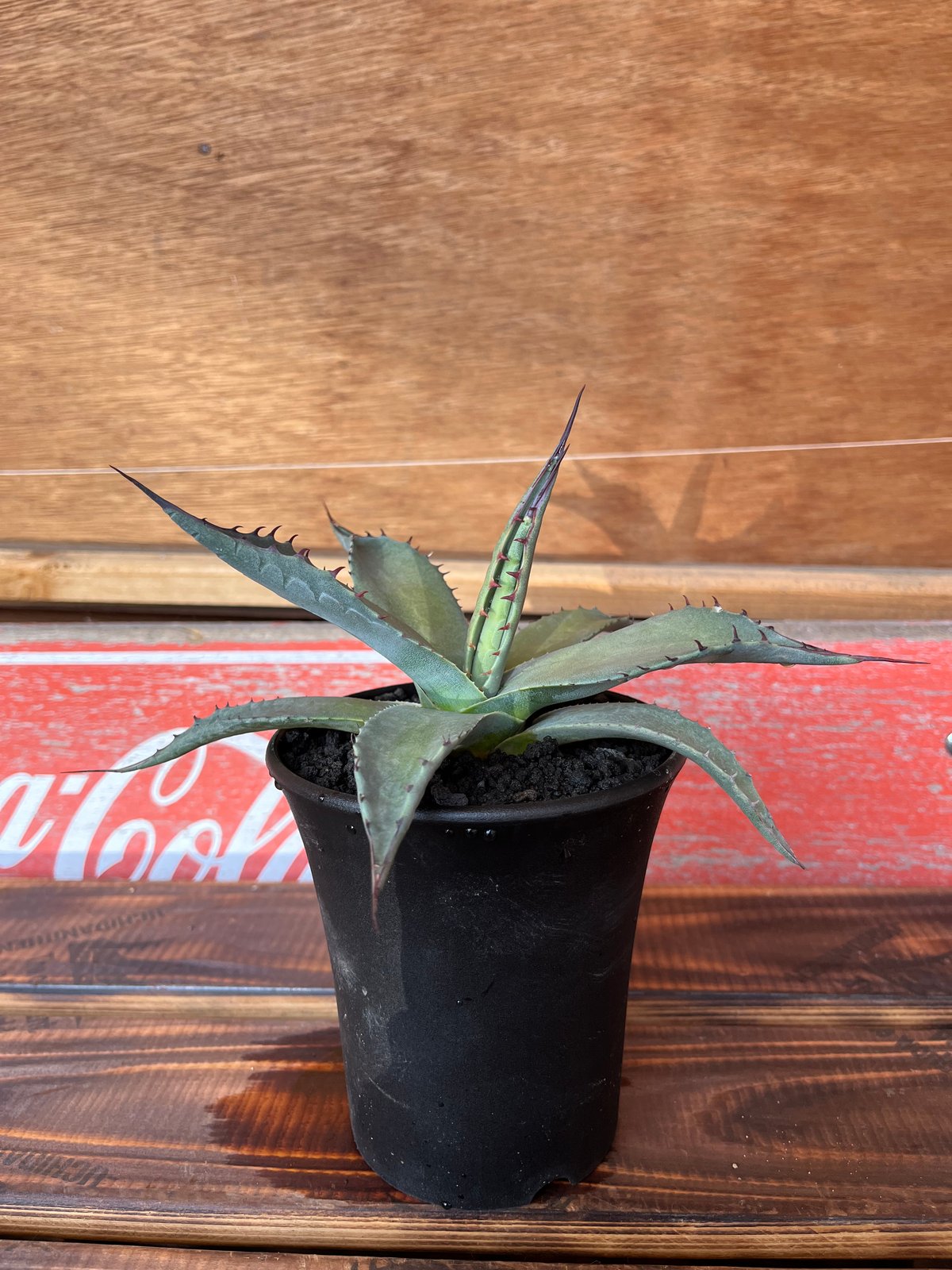 agave パリー ネオメキシカーナ | UCHIDA NOUEN agave パリー ネオメキシカーナ | UCHIDA NOUEN