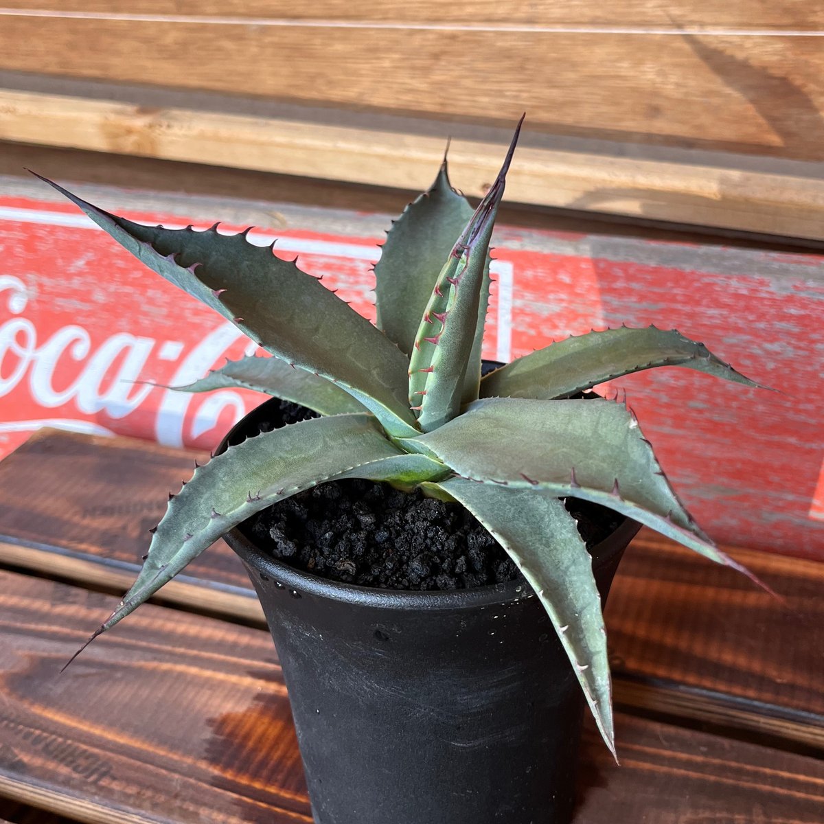 agave パリー ネオメキシカーナ | UCHIDA NOUEN agave パリー ネオメキシカーナ | UCHIDA NOUEN