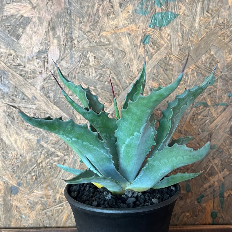 agave フェロックス ベルビル | UCHIDA NOUEN