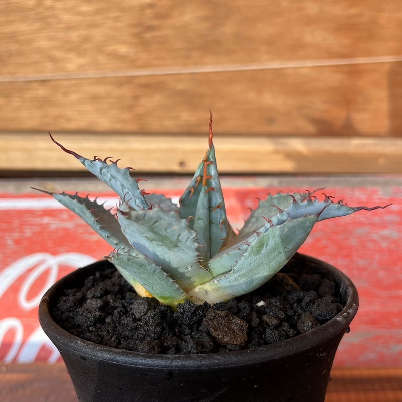 agave 屈原の舞扇 | UCHIDA NOUEN agave 屈原の舞扇 | UCHIDA NOUEN