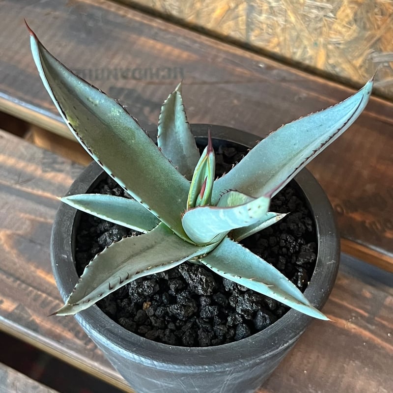 agave シャークスキン | UCHIDA NOUEN agave シャークスキン | UCHIDA NOUEN