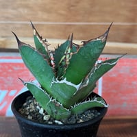 agave パリー・ボーダーガード | UCHIDA NOUEN agave パリー・ボーダーガード | UCHIDA NOUEN