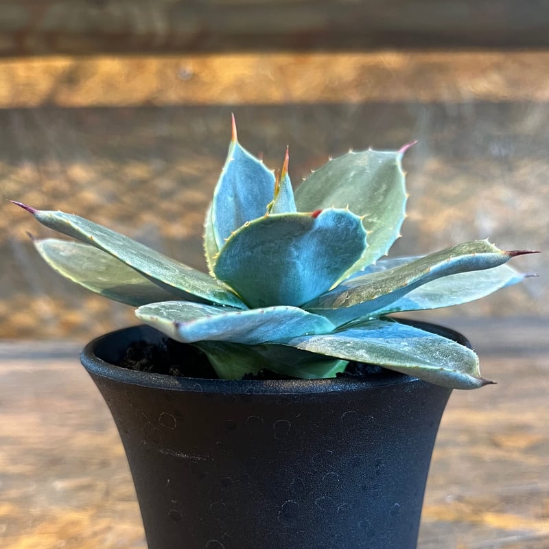 agave パリー・ボーダーガード | UCHIDA NOUEN agave パリー・ボーダーガード | UCHIDA NOUEN