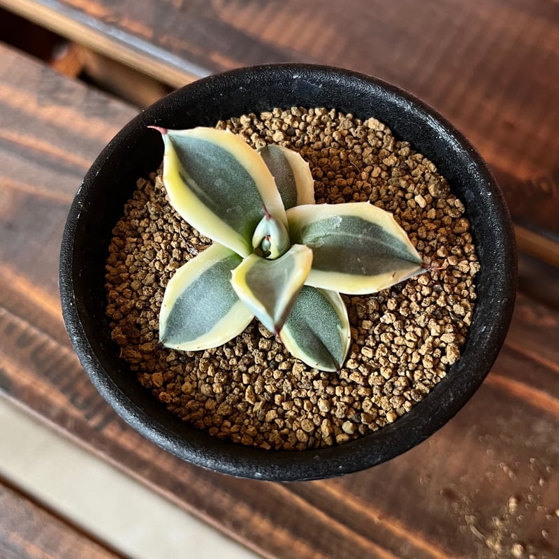 agave メリコ錦 | UCHIDA NOUEN agave メリコ錦 | UCHIDA NOUEN