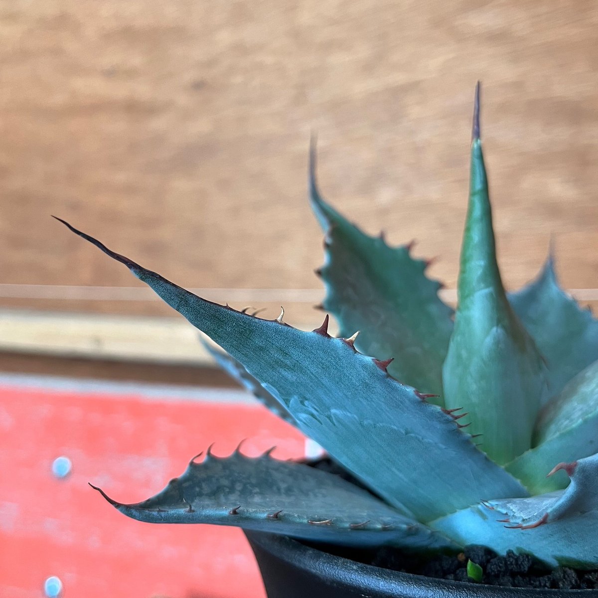 agave パラサナ ミートクロウ | UCHIDA NOUEN agave パラサナ ミートクロウ | UCHIDA NOUEN