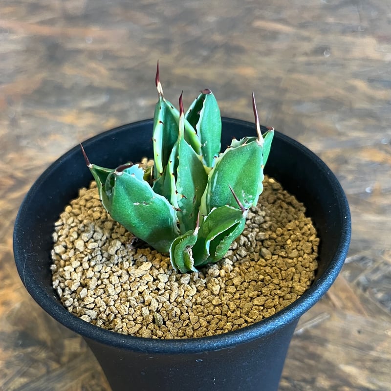 agave キュービック錦 | UCHIDA NOUEN agave キュービック錦 | UCHIDA NOUEN