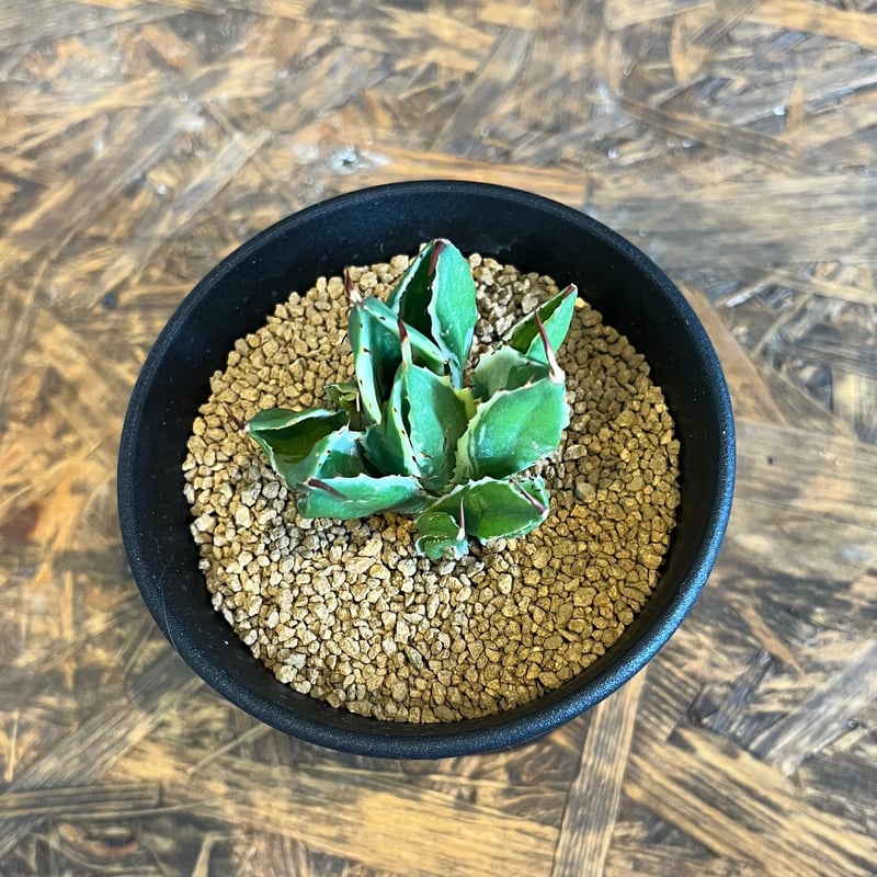 agave キュービック錦 | UCHIDA NOUEN