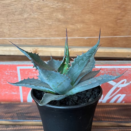 パラサナ | STORES