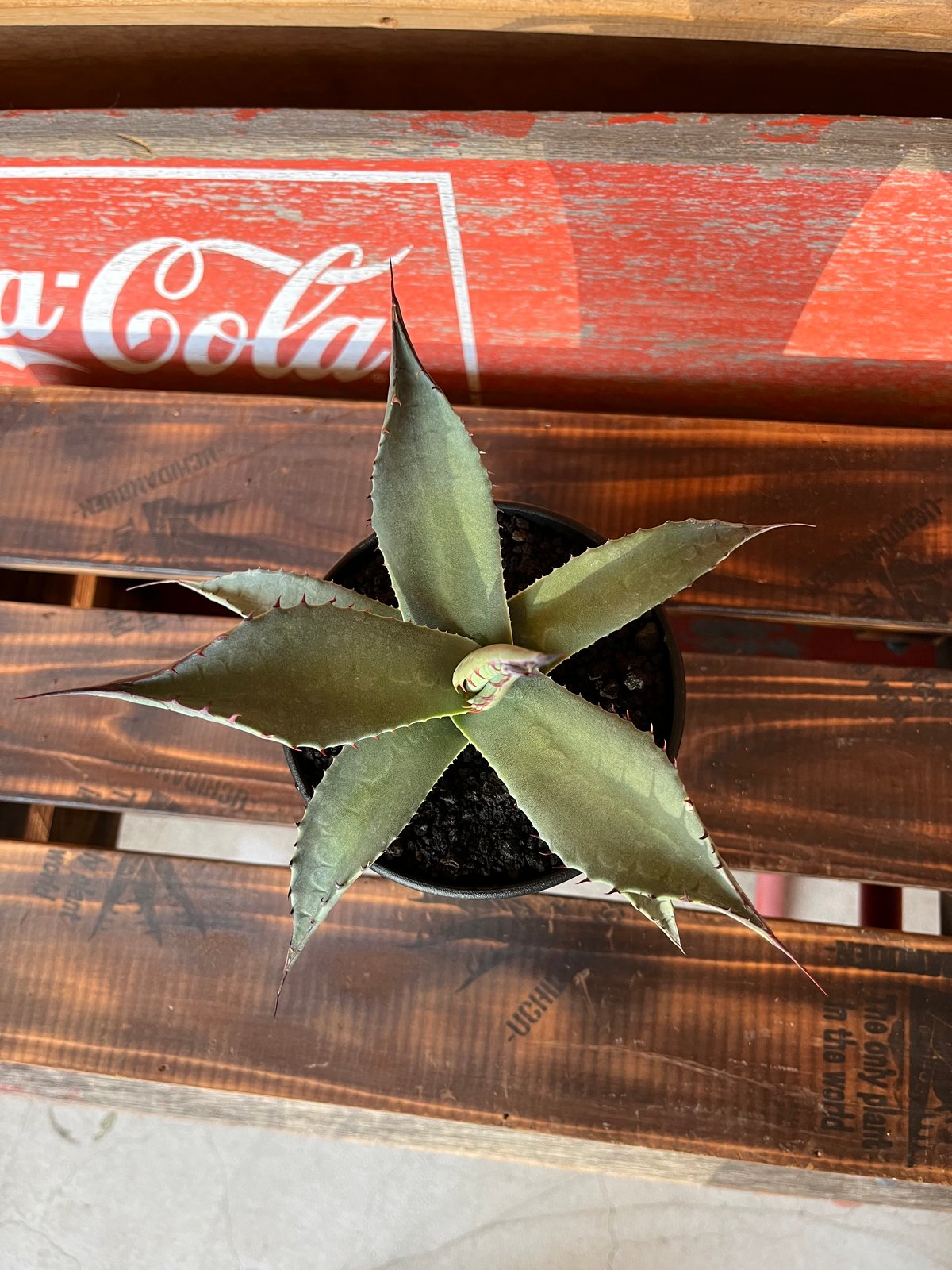 agave パリー ネオメキシカーナ | UCHIDA NOUEN agave パリー ネオメキシカーナ | UCHIDA NOUEN