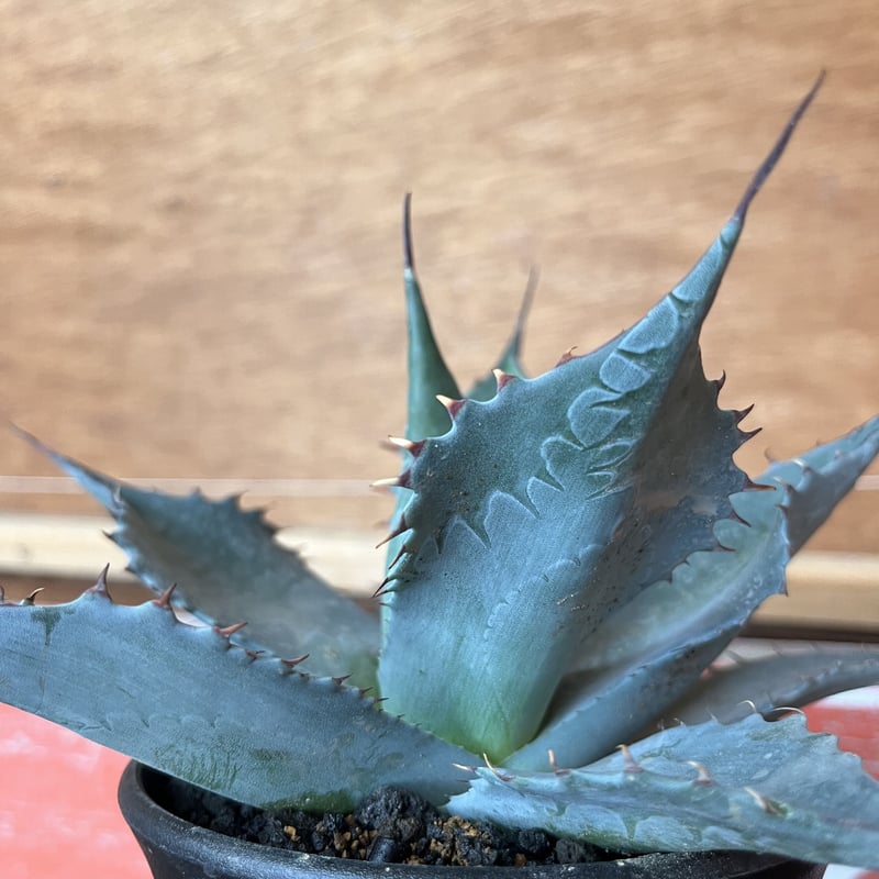 agave パラサナ ミートクロウ | UCHIDA NOUEN agave パラサナ ミートクロウ | UCHIDA NOUEN