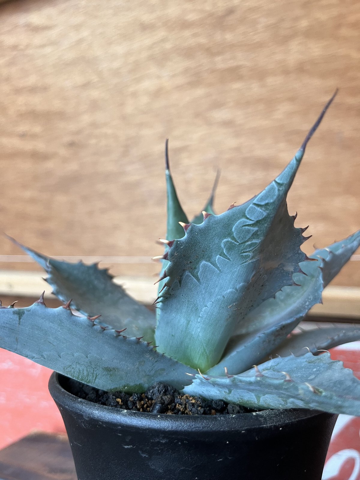 アガベ　パラサナ　ミートクロウ　大株 agave パラサナ ミートクロウ | UCHIDA NOUEN