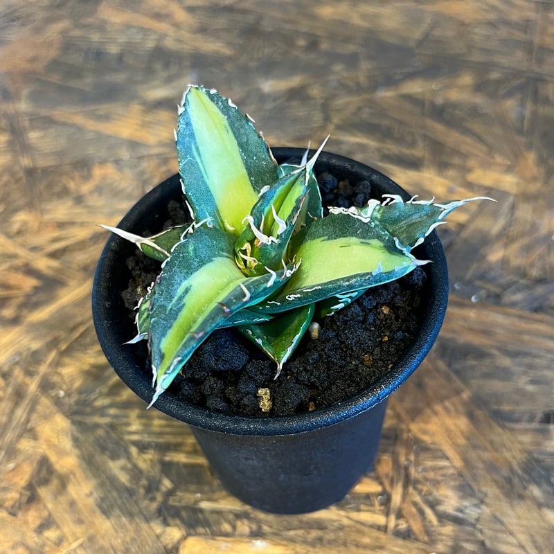 agave ソーラーエクリプス | UCHIDA NOUEN