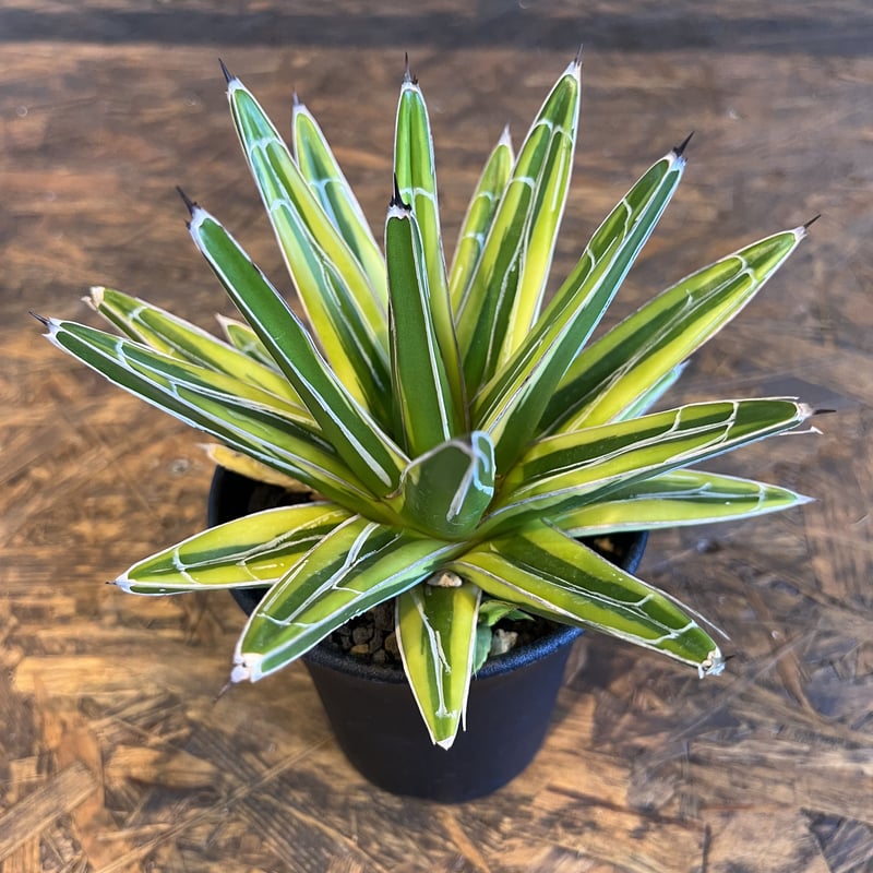 アガベ 笹の雪 名峰富士 Z6 アガベ 笹の雪 名峰富士 選抜