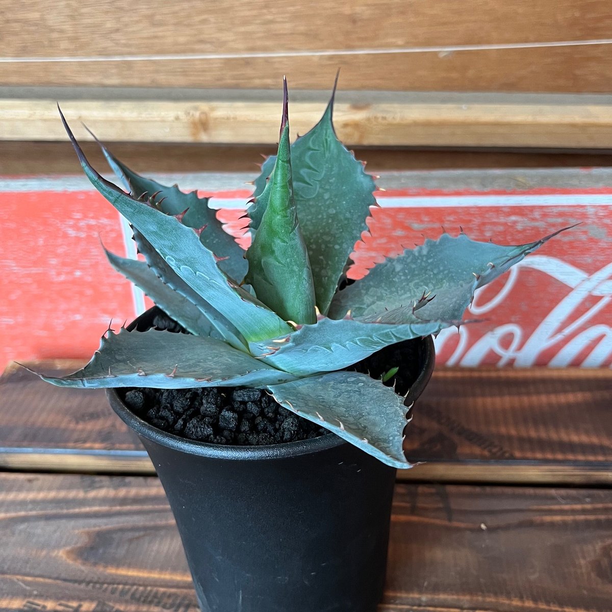 agave パラサナ ミートクロウ | UCHIDA NOUEN