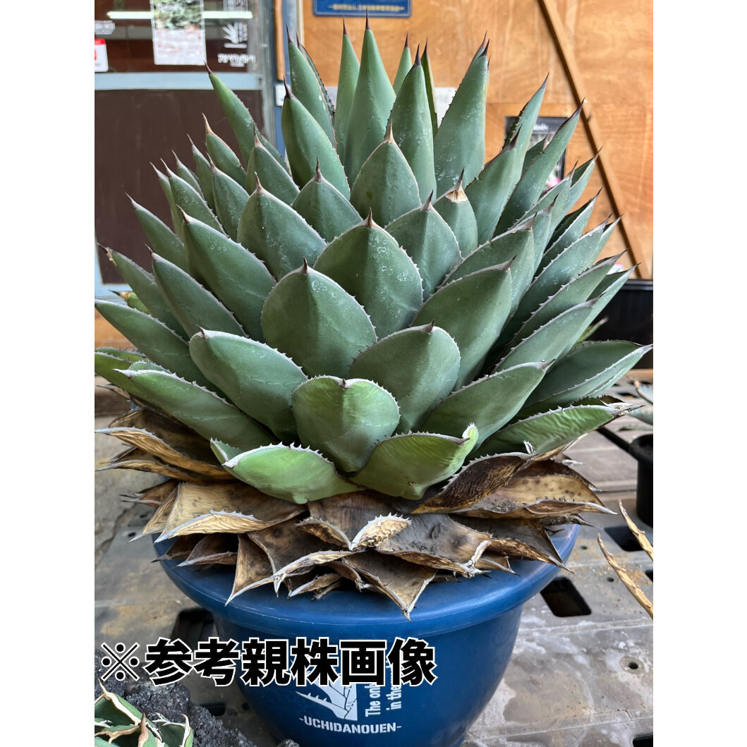 agave アリゾニカ ワイドリーフ | UCHIDA NOUEN agave アリゾニカ ワイドリーフ | UCHIDA NOUEN