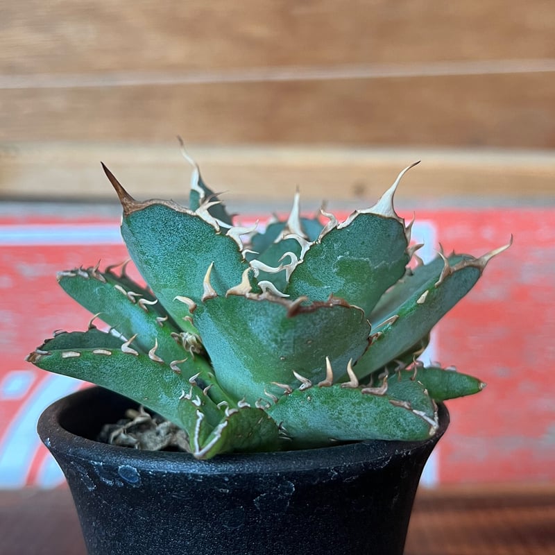 style_of_chika agave フィリグリー 【公式通販】