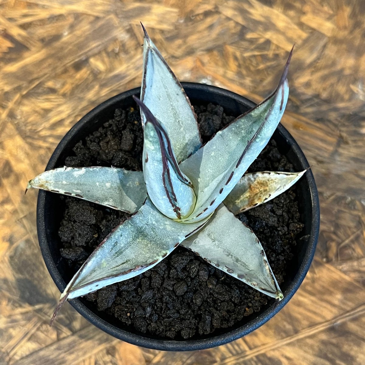 agave シャークスキン | UCHIDA NOUEN