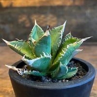 agave パリー・ボーダーガード | UCHIDA NOUEN agave パリー・ボーダーガード | UCHIDA NOUEN