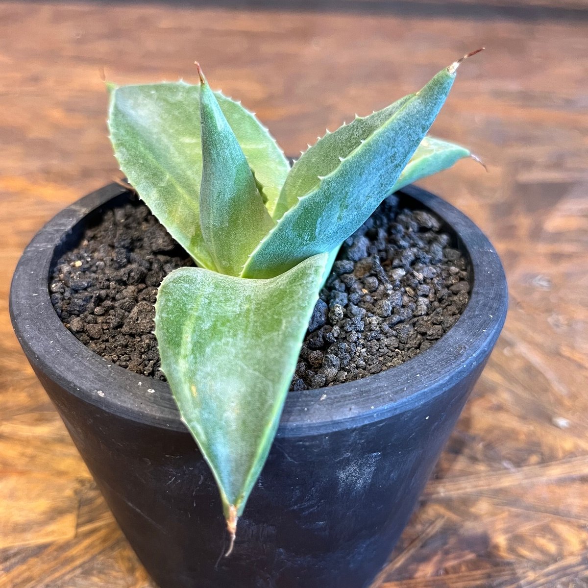 agave シャーウィミュータント バリエガータ | UCHIDA NOUEN agave シャーウィミュータント バリエガータ | UCHIDA NOUEN