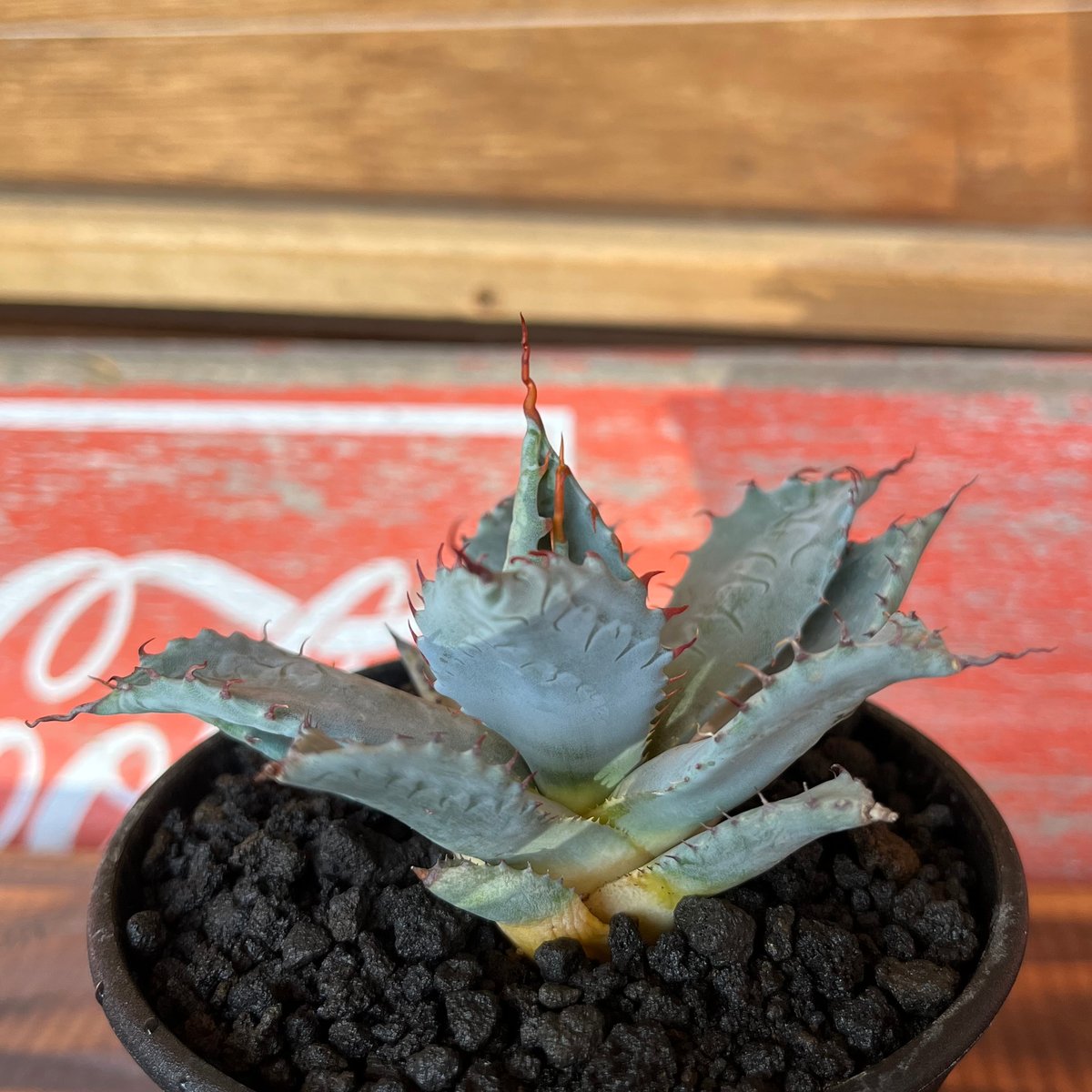 アガベ屈原の舞扇パルメリー発根済み子株あり