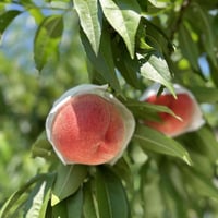 朝採れ桃 【嶺鳳（れいほう）】 山梨県甲州玉宮産　箱詰め　約４ｋｇ（大玉×11個～12個）