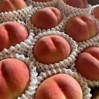朝採れ桃 【川中島白桃】 山梨県甲州玉宮産　箱詰め　約４ｋｇ（大玉×11個～12個）