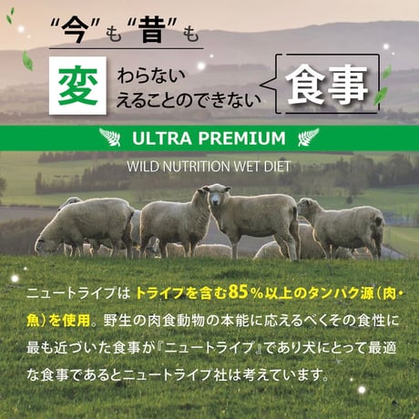 NUTRIPE/サーモン＆グリーントライプ　（ウェット）185g