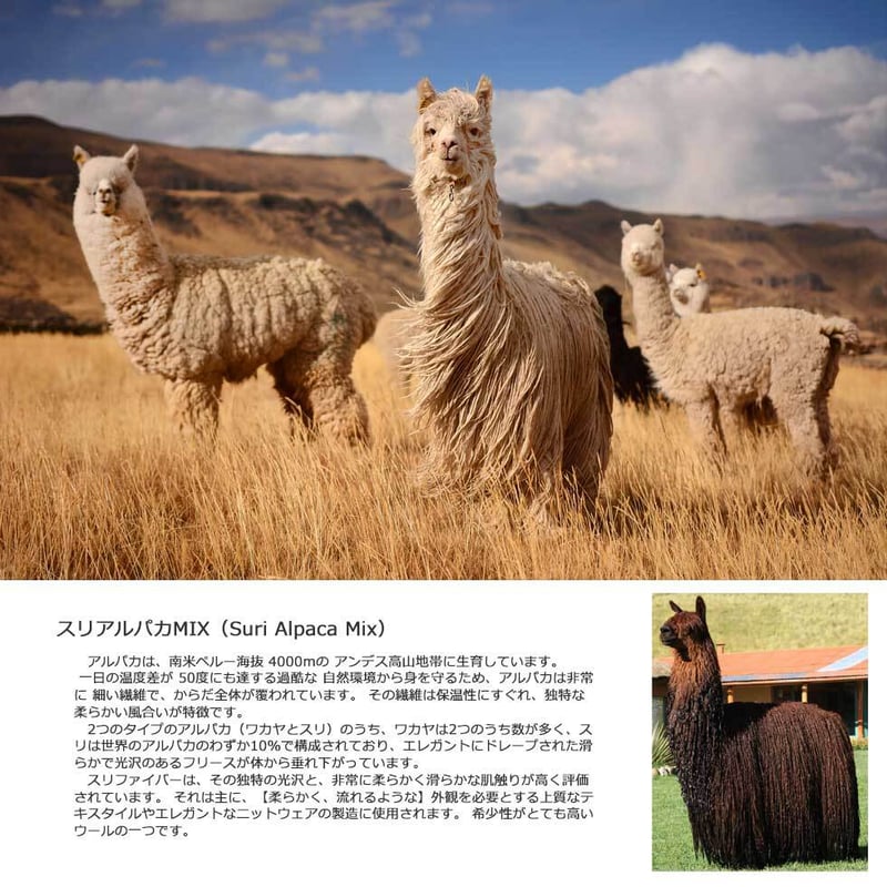 スリアルパカ混ブークレーVネックプルオーバー 』 | lagrimas-alpaca