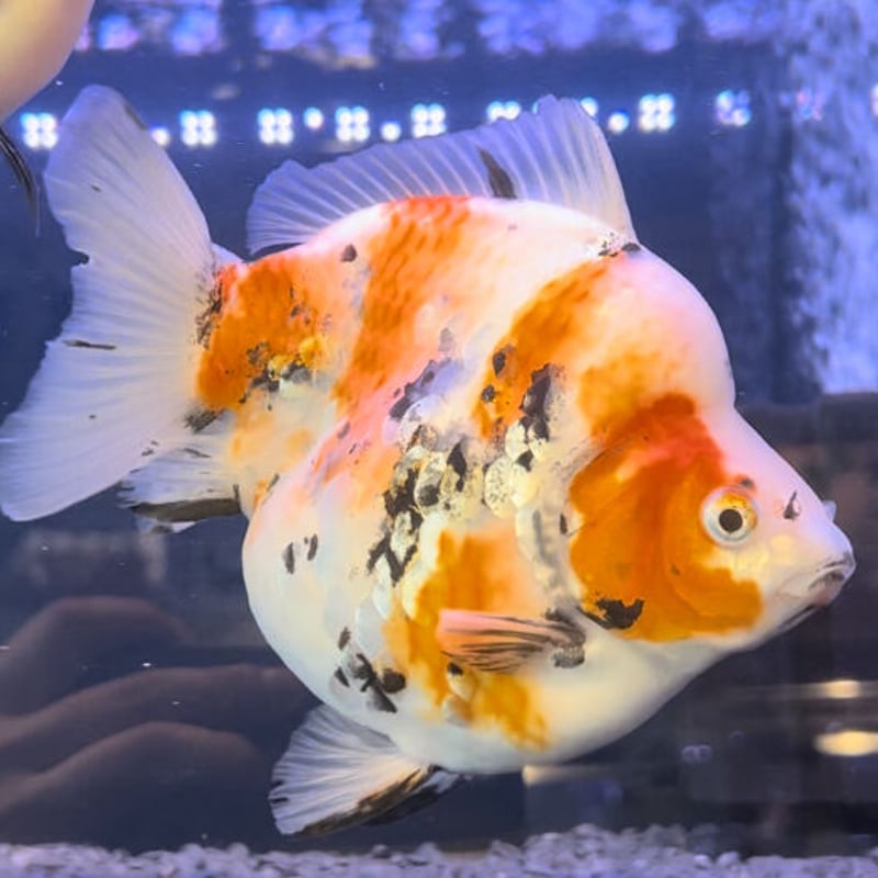 Monster達磨琉金 三色銀鱗 18㎝± | AQUA SHOP 麒麟