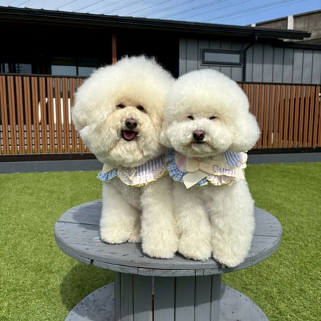 🩵💛カラフルスペシャル🩵💛