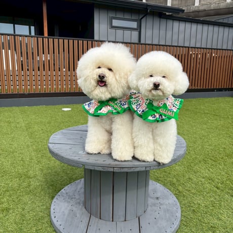 💚POP🌼フラワーズ💚