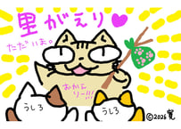 目が大きい猫の、里帰り