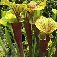 S. flava var. rubricorpora Giant red tube