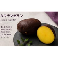 タワラ　マゼラン