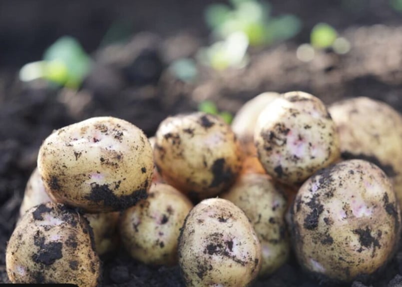予約販売】新じゃがいも🥔北あかり 10Kg／20㎏🥔《送料込》 | 上原