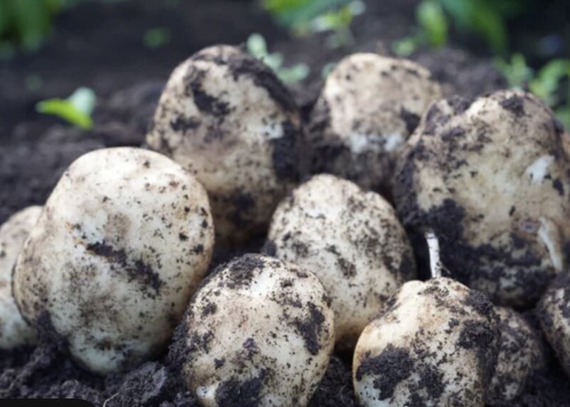 🥔伯爵10Kg🥔 | 🥔🌽上原マーケット🌽🥔